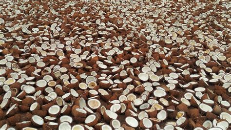 Dried Coconut moisture meter|coconut meat drying moisture.